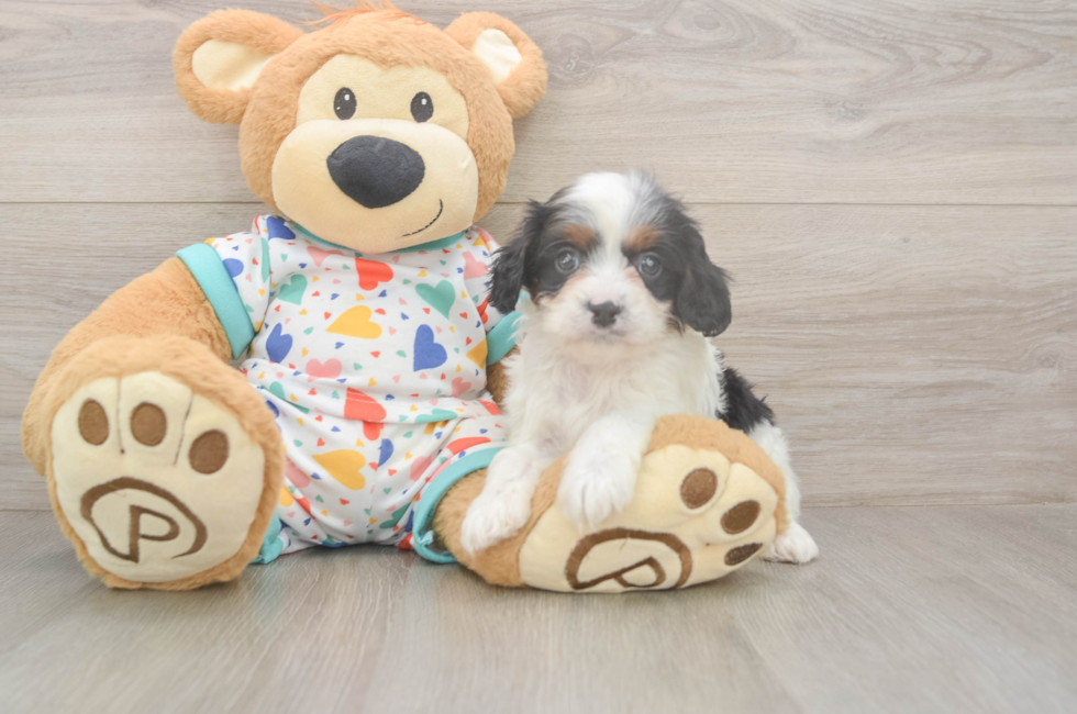 5 week old Cavapoo Puppy For Sale - Windy City Pups