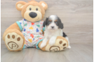 Meet Holmes - our Cavapoo Puppy Photo  1/3 - Windy City Pups Cavapoo Puppy for Adoption