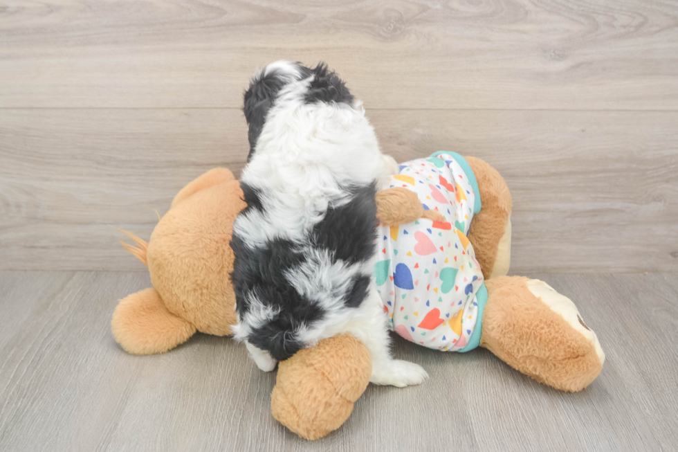 Meet Holmes - our Cavapoo Puppy Photo  3/3 - Windy City Pups Cavapoo Puppy for Adoption