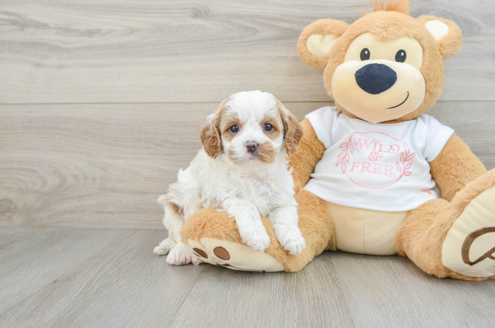 5 week old Cavapoo Puppy For Sale - Windy City Pups