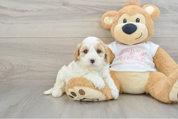 Energetic Cavoodle Poodle Mix Puppy