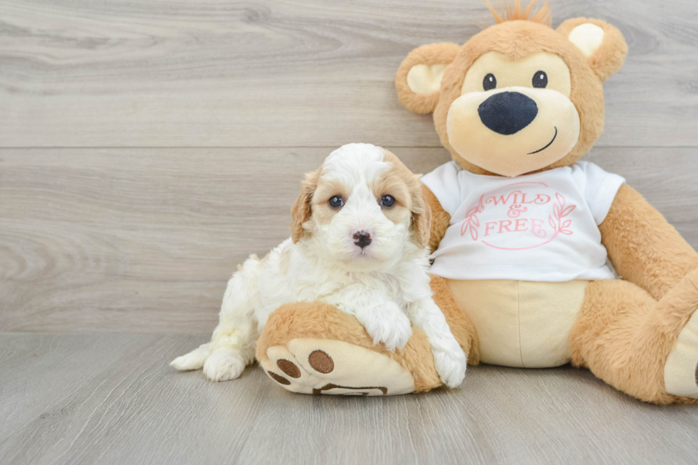 Energetic Cavoodle Poodle Mix Puppy