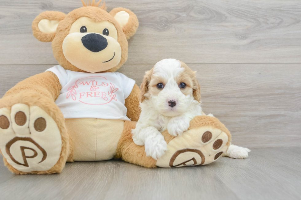 Cute Cavapoo Baby