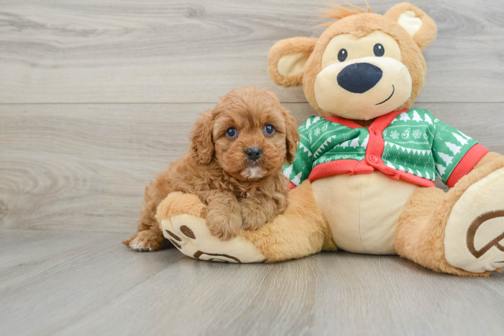 Fluffy Cavapoo Poodle Mix Pup