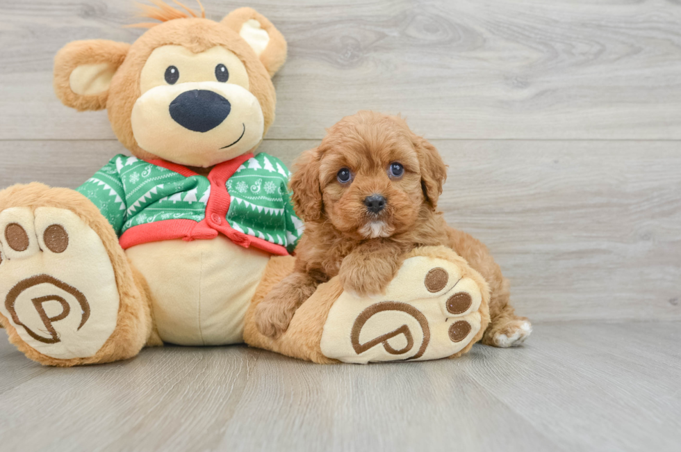 5 week old Cavapoo Puppy For Sale - Windy City Pups