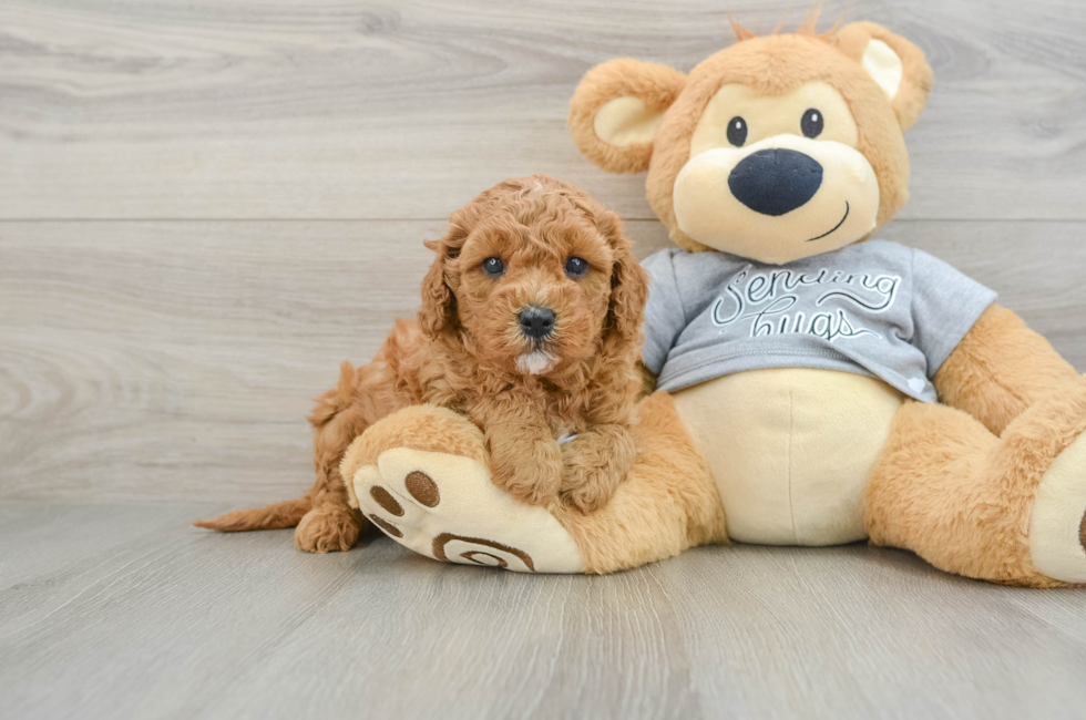 5 week old Cavapoo Puppy For Sale - Windy City Pups