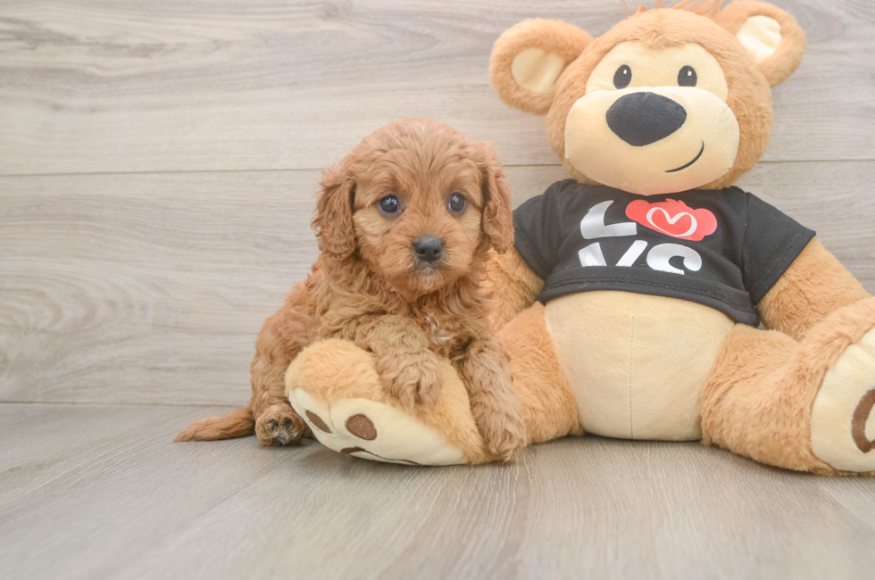 5 week old Cavapoo Puppy For Sale - Windy City Pups