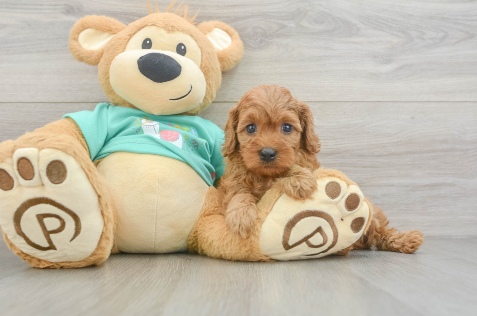 6 week old Cavapoo Puppy For Sale - Windy City Pups