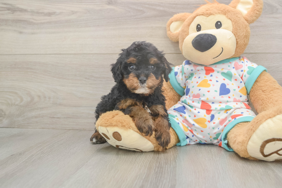 Meet Huck - our Cavapoo Puppy Photo  2/3 - Windy City Pups Cavapoo Puppy for Adoption