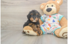 Meet Huck - our Cavapoo Puppy Photo  2/3 - Windy City Pups Cavapoo Puppy for Adoption