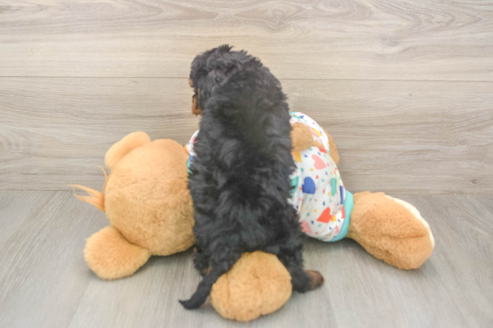 Meet Huck - our Cavapoo Puppy Photo  3/3 - Windy City Pups Cavapoo Pup Being Cute