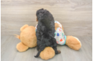 Meet Huck - our Cavapoo Puppy Photo  3/3 - Windy City Pups Cavapoo Pup Being Cute