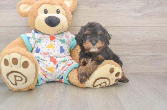 5 week old Cavapoo Puppy For Sale - Windy City Pups Best Cavapoo Baby