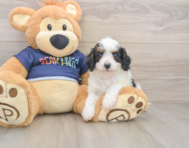 9 week old Cavapoo Puppy For Sale - Windy City Pups
