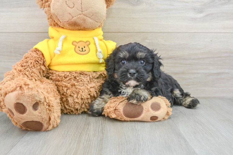 Petite Cavapoo Poodle Mix Pup