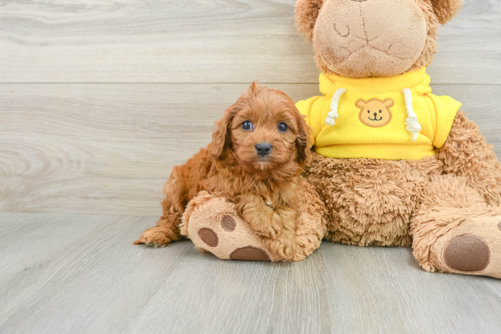 Little Cavipoo Poodle Mix Puppy