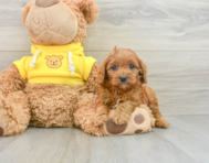 9 week old Cavapoo Puppy For Sale - Windy City Pups