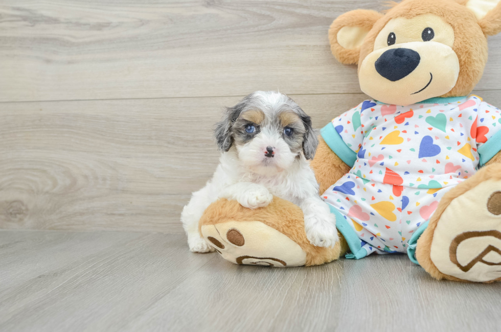 8 week old Cavapoo Puppy For Sale - Windy City Pups