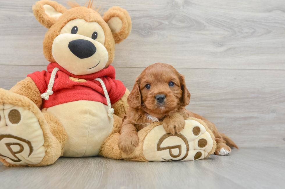 7 week old Cavapoo Puppy For Sale - Windy City Pups