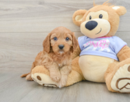 9 week old Cavapoo Puppy For Sale - Windy City Pups