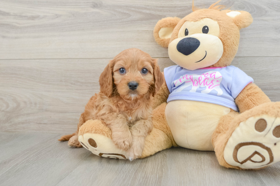 6 week old Cavapoo Puppy For Sale - Windy City Pups