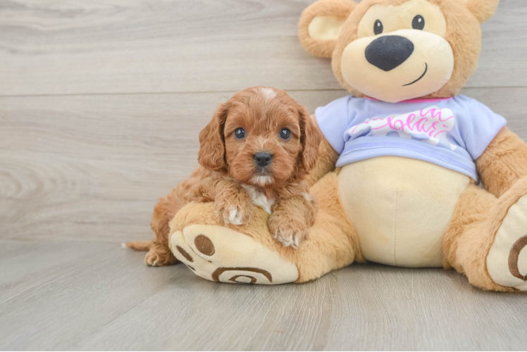 Cavapoo Pup Being Cute