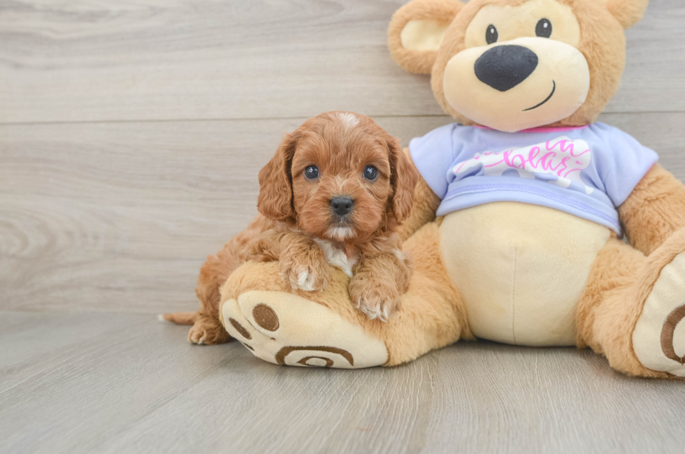 5 week old Cavapoo Puppy For Sale - Windy City Pups
