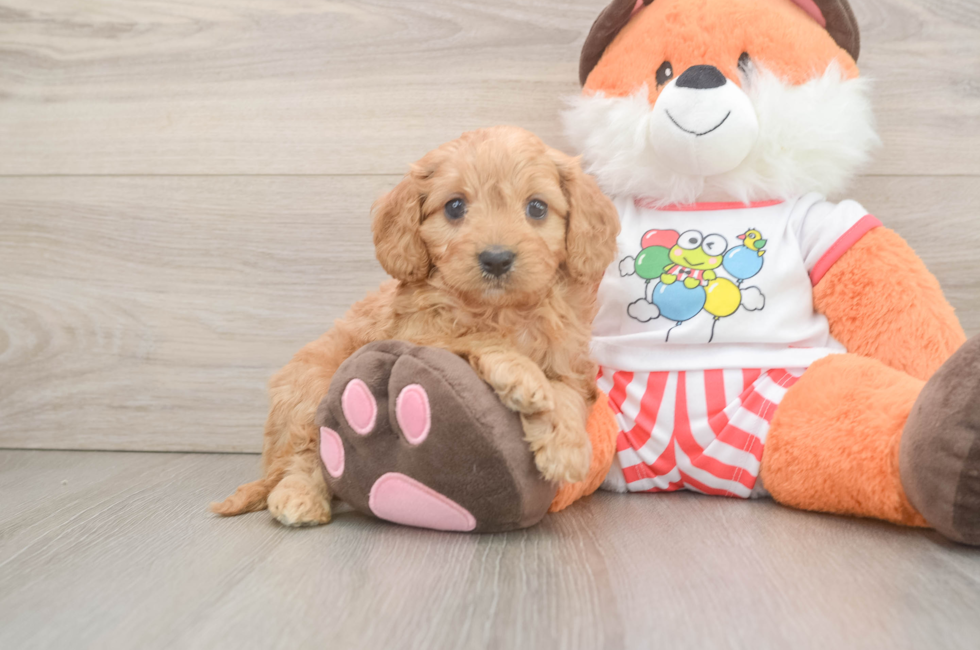5 week old Cavapoo Puppy For Sale - Windy City Pups