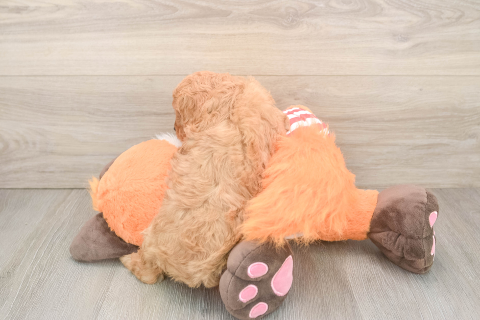 Best Cavapoo Baby
