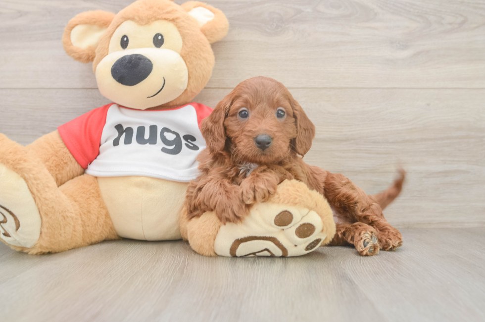 6 week old Cavapoo Puppy For Sale - Windy City Pups