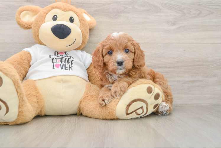 Cavapoo Puppy for Adoption