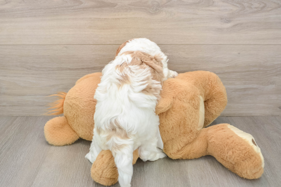 Smart Cavapoo Poodle Mix Pup