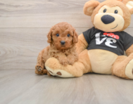 8 week old Cavapoo Puppy For Sale - Windy City Pups