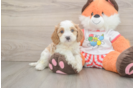 Cavapoo Pup Being Cute