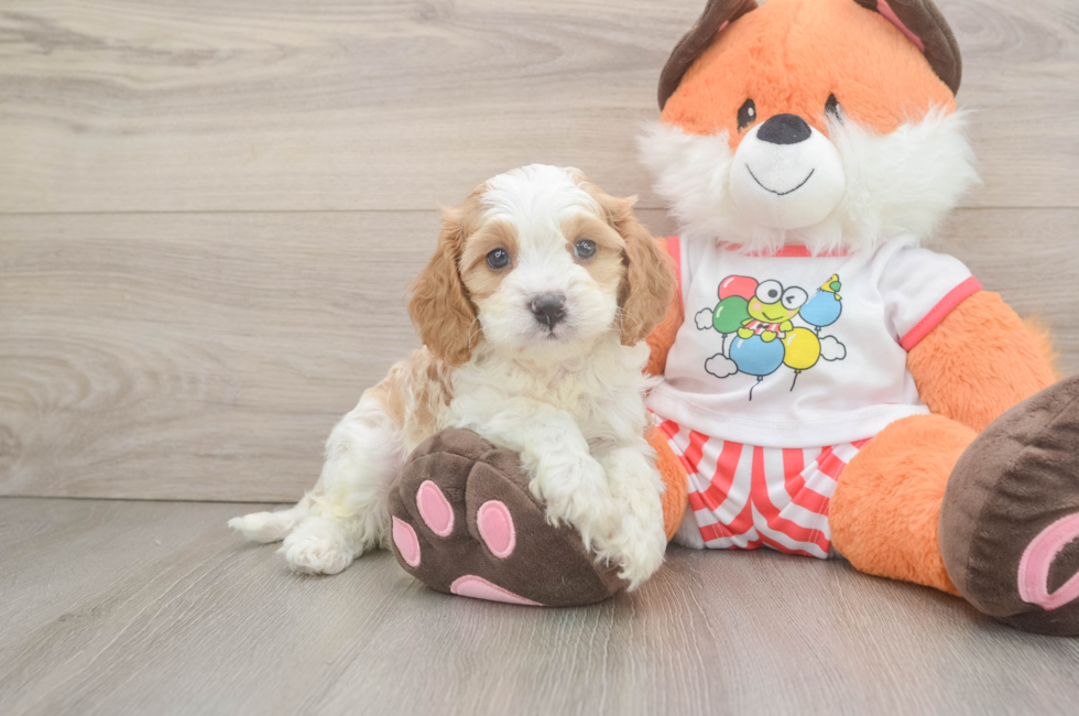 5 week old Cavapoo Puppy For Sale - Windy City Pups