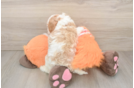 Energetic Cavoodle Poodle Mix Puppy
