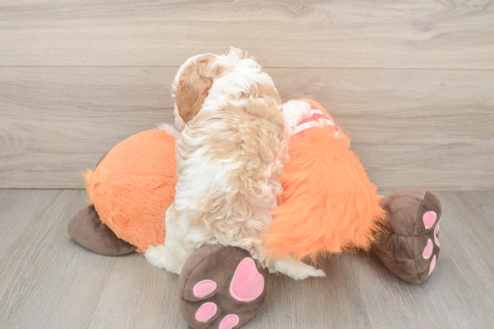Energetic Cavoodle Poodle Mix Puppy