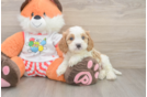 Best Cavapoo Baby