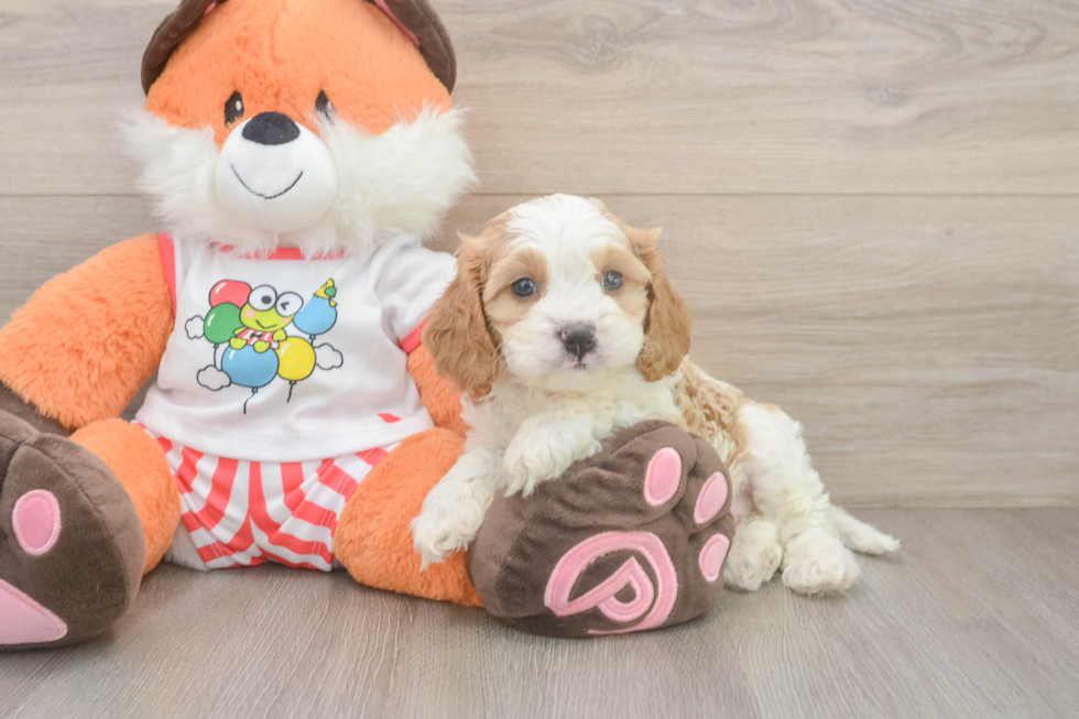Best Cavapoo Baby