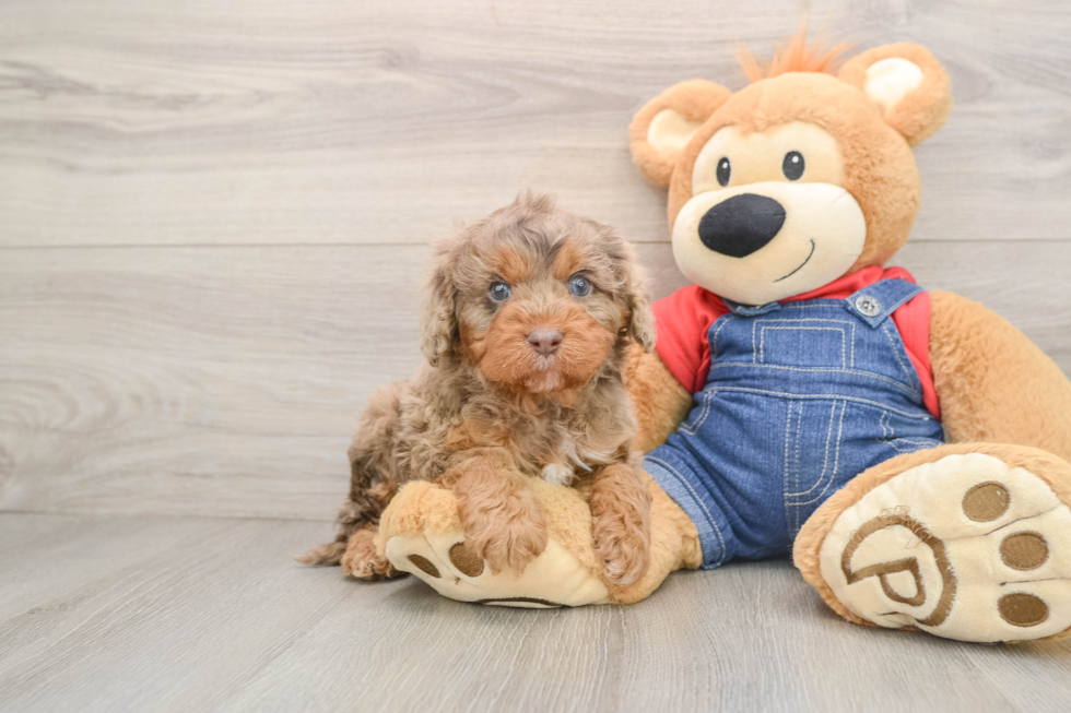 Best Cavapoo Baby