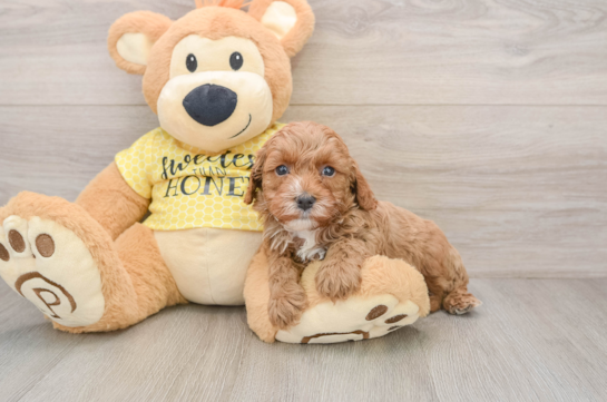 Popular Cavapoo Poodle Mix Pup