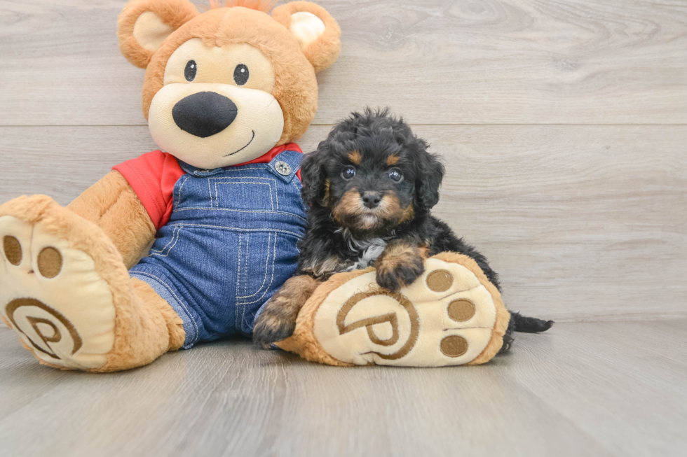 Cavapoo Puppy for Adoption