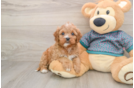 Happy Cavapoo Baby