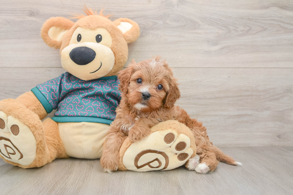 Friendly Cavapoo Baby