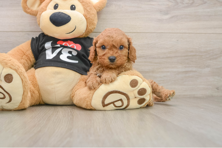 Energetic Cavoodle Poodle Mix Puppy
