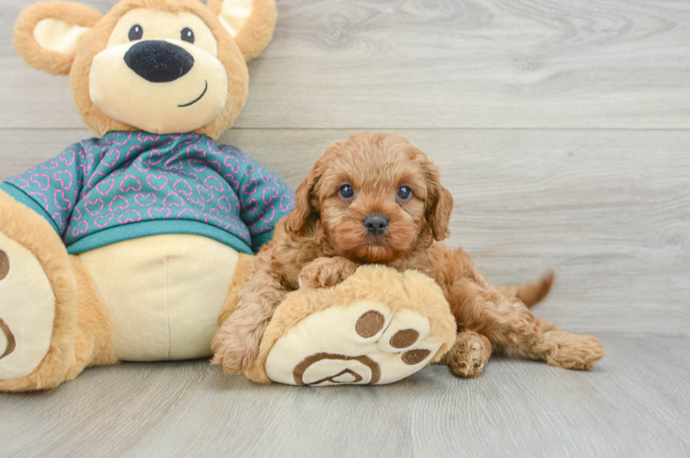 8 week old Cavapoo Puppy For Sale - Windy City Pups