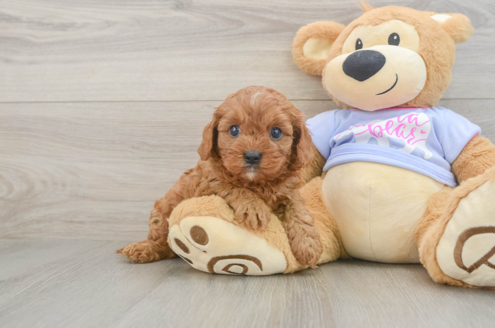5 week old Cavapoo Puppy For Sale - Windy City Pups
