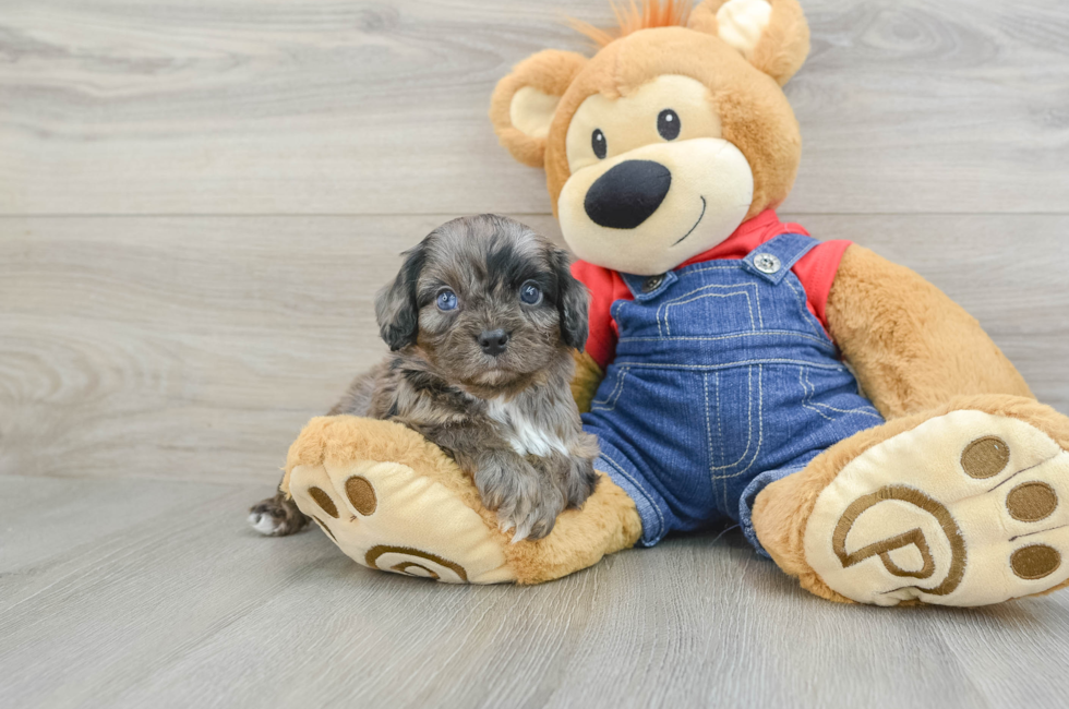 5 week old Cavapoo Puppy For Sale - Windy City Pups