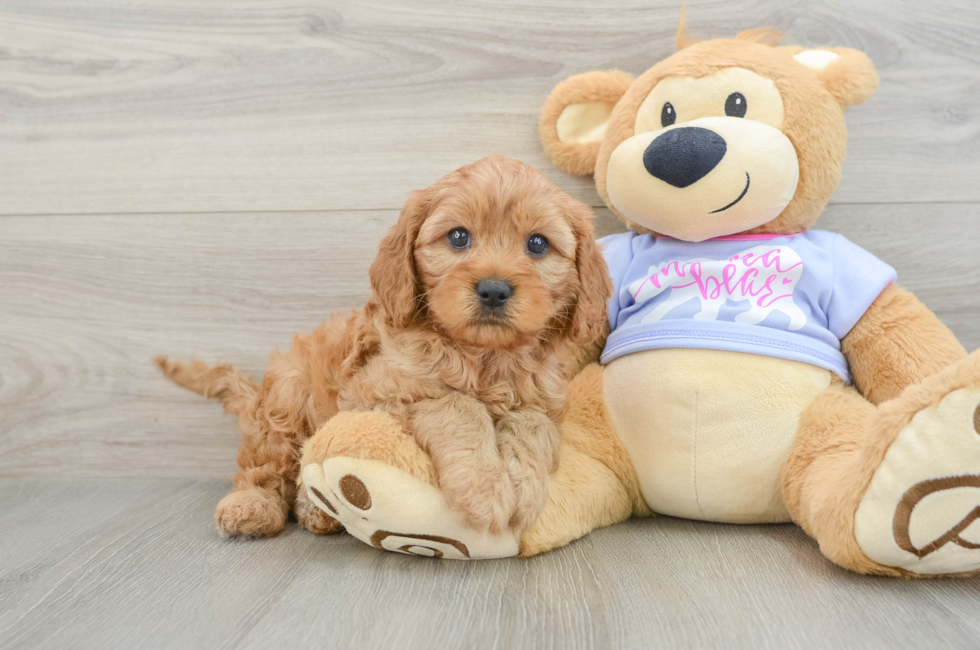 6 week old Cavapoo Puppy For Sale - Windy City Pups