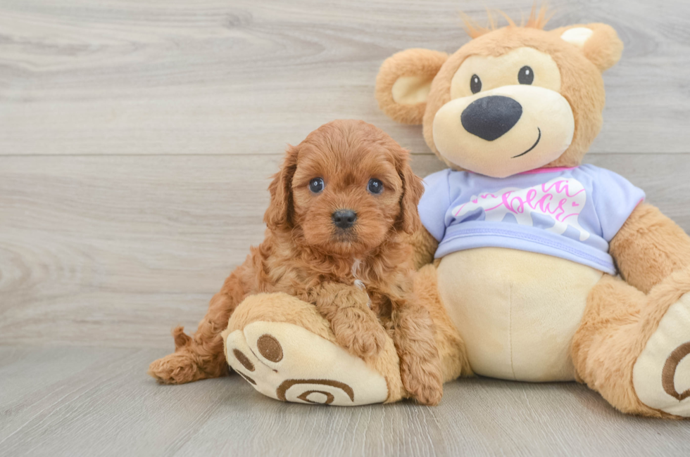 5 week old Cavapoo Puppy For Sale - Windy City Pups